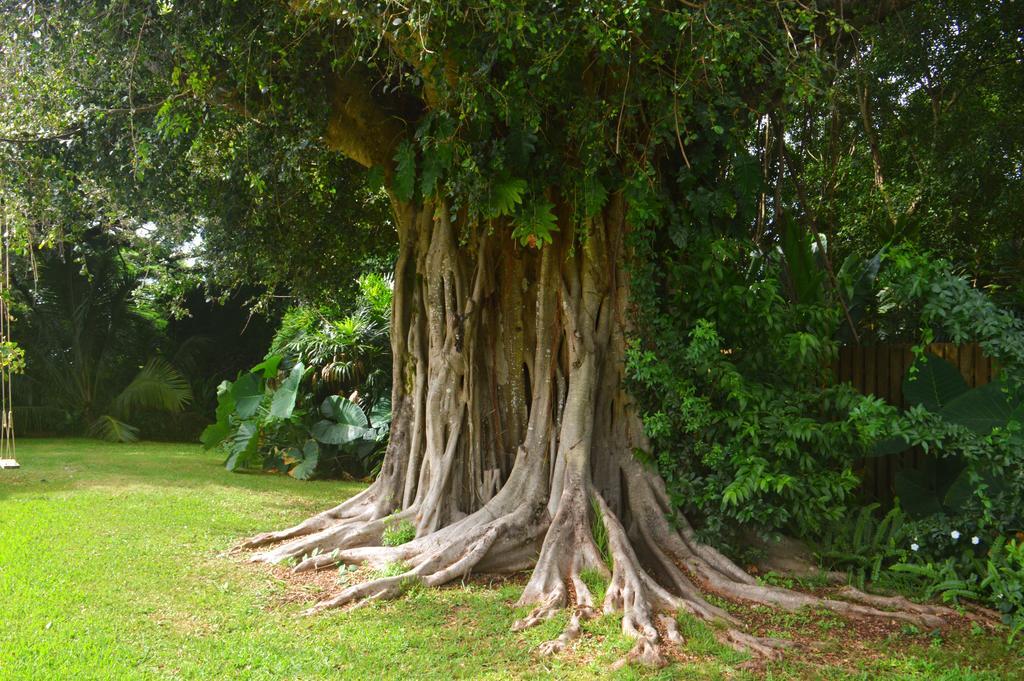 Banyan Tree B&B Retreat Makawao Exterior photo